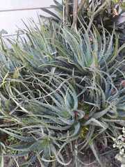 Aloe