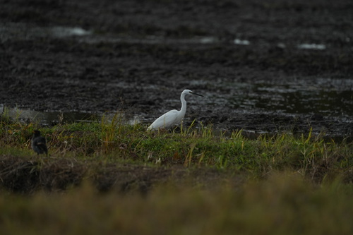 Little Egret
