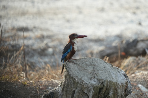 White-throated Kingfisher