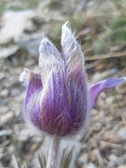 Pulsatilla halleri