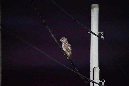 Spotted Wood-Owl