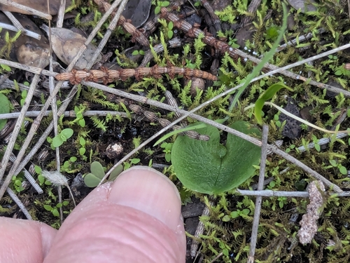 tiny helmet orchid