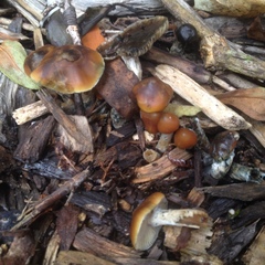 Psilocybe subaeruginosa