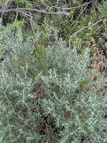 Coastal Daisy-Bush