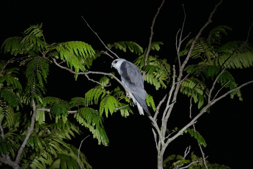 Asian Black-winged Kite