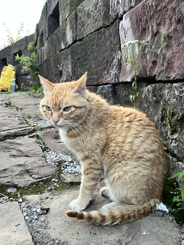 Domestic Cat