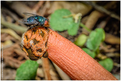 Lysurus periphragmoides