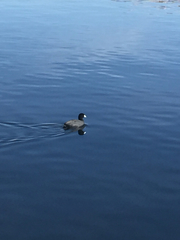 Fulica americana americana