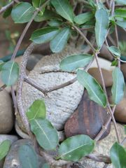 Fockea edulis