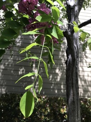 Robinia hispida