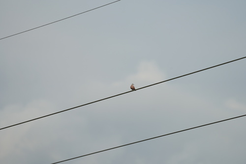 Red Collared-Dove
