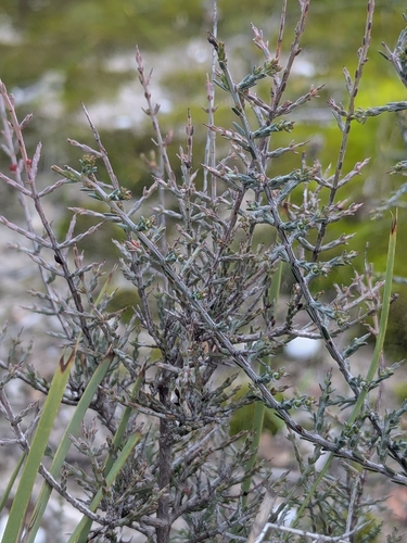 common eutaxia