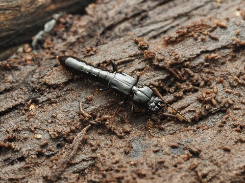 Priochirus, 2026-06-28