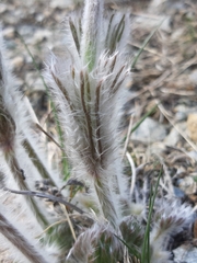 Pulsatilla halleri