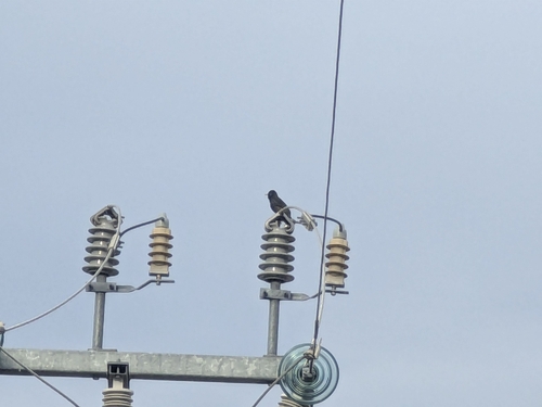 European Starling
