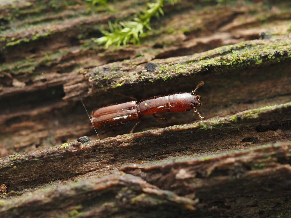 Holocephala rufotestacea