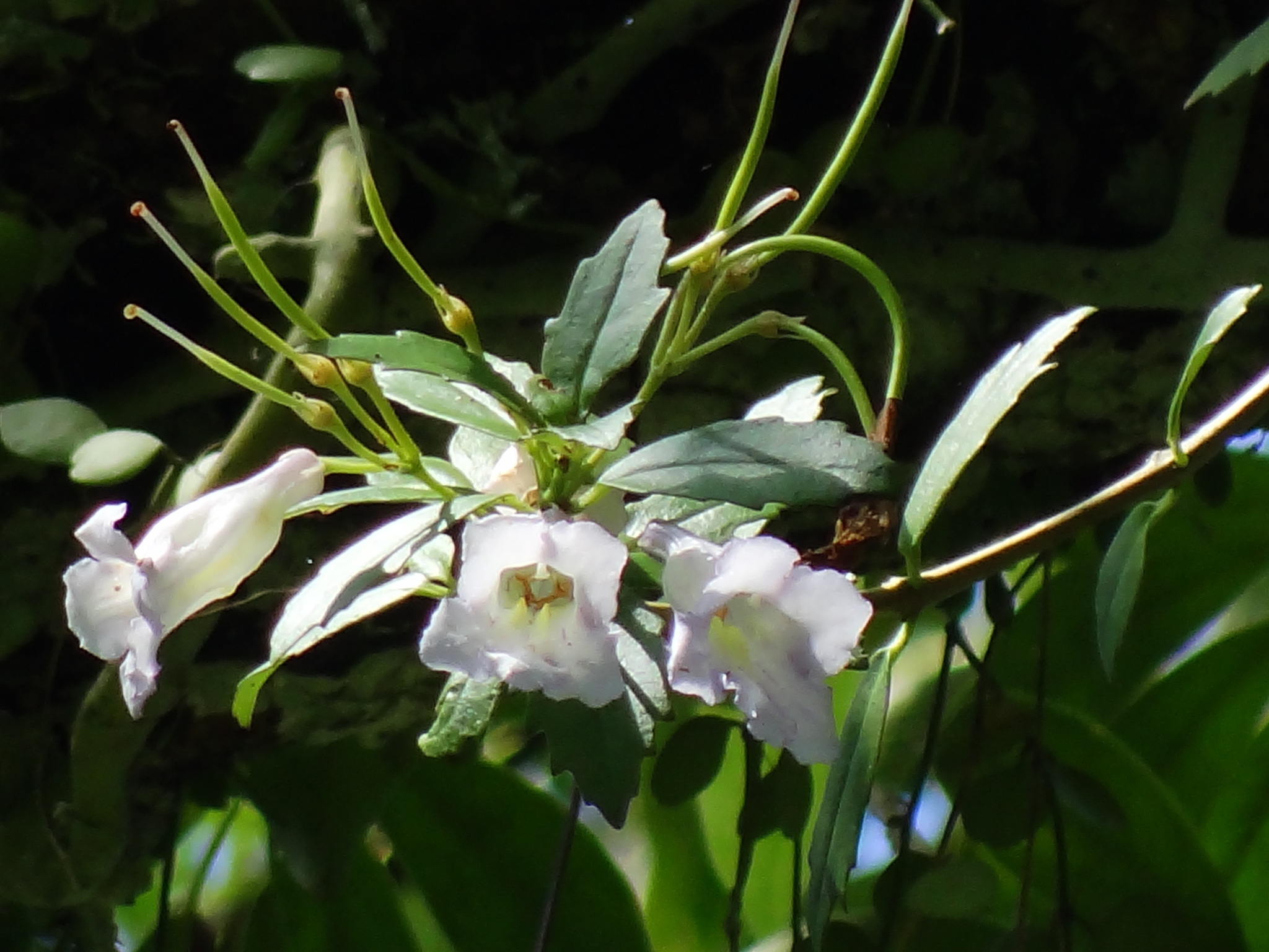 Lysionotus pauciflorus var. pauciflorus