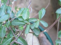 Fockea edulis