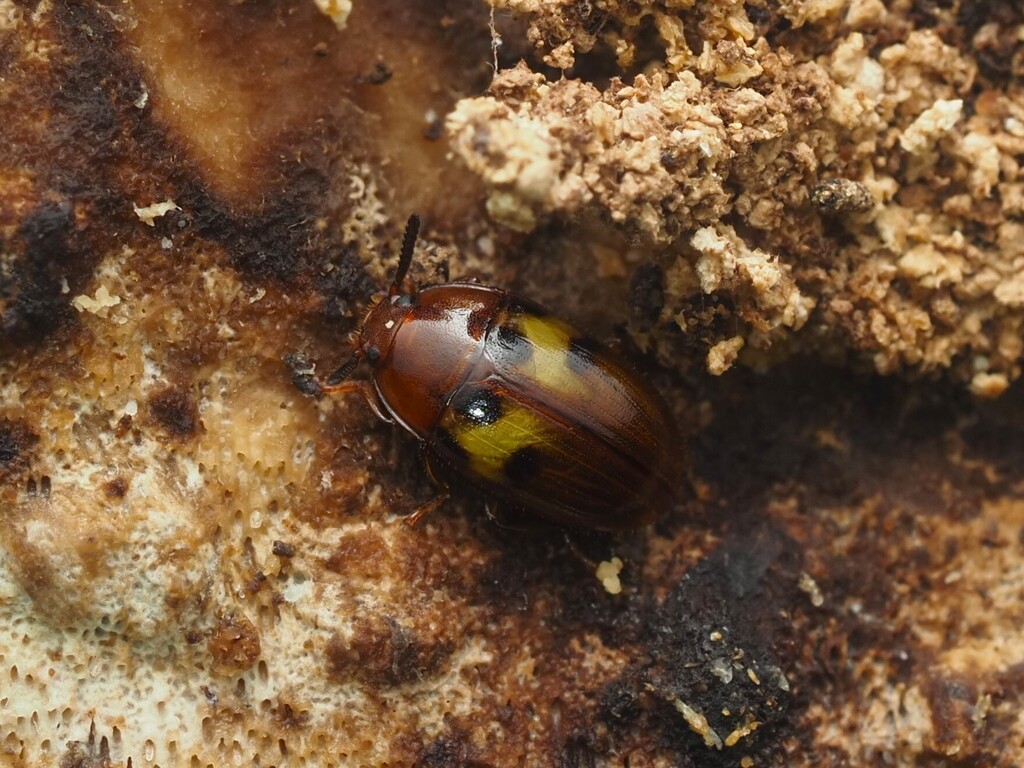 Spiloscapha ichihashii
