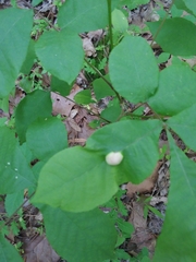 Phylloxera caryaecaulis