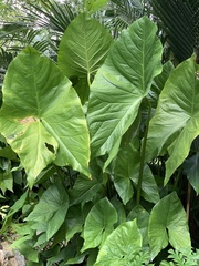 Cyrtosperma merkusii