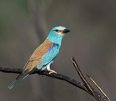 Coracias garrulus garrulus
