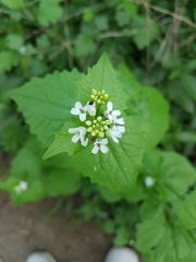 Alliaria petiolata