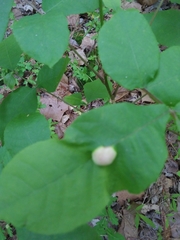 Phylloxera caryaecaulis