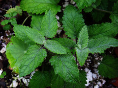 author not stated, no rights reserved Stachys geobombycis, photograph author not stated, no rights reserved