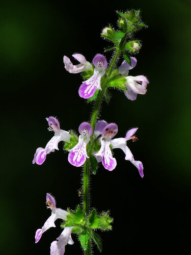 Stachys geobombycis, photograph 1