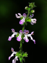 Stachys geobombycis