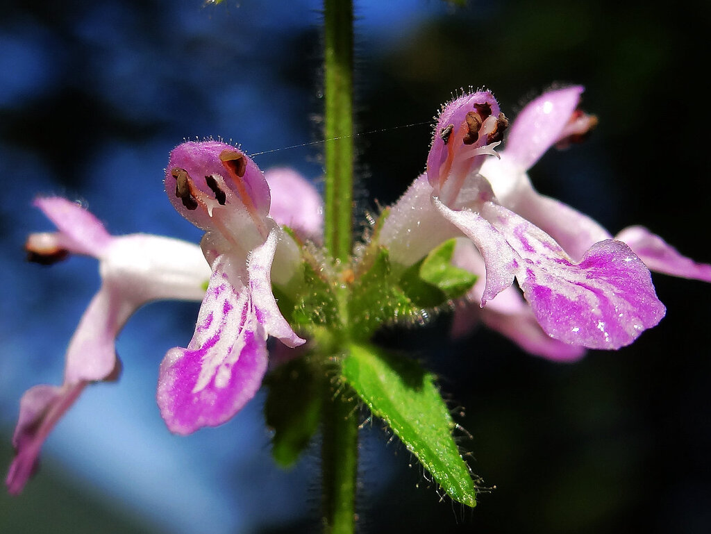 Stachys geobombycis; photograph author not stated, no rights reserved