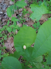 Phylloxera caryaecaulis