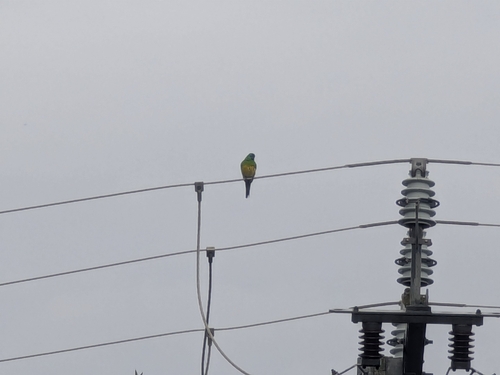 Red-rumped Parrot