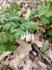 Dicentra cucullaria