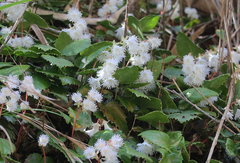 Schizocodon ilicifolius intercedens