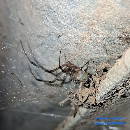 Brown Widow