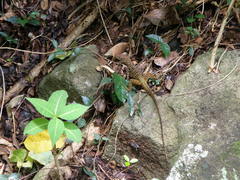Anolis oculatus
