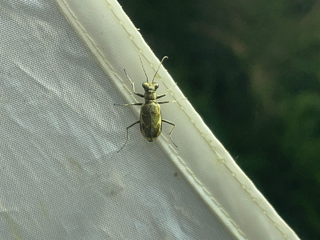 Cylindera dokhtourowi