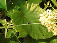 Lucilia eximia