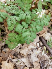 Dicentra cucullaria