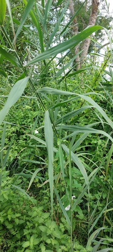 common reed