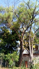 Astianthus viminalis