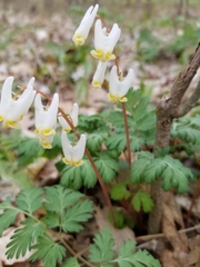 Dicentra cucullaria