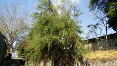 Pithecellobium dulce