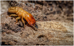 Kalotermitidae