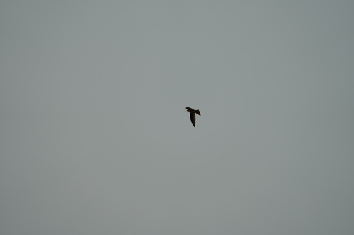 Dark Swiftlets