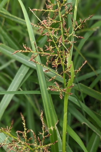 Carex filicina