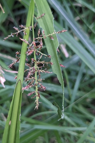 Carex filicina, photograph 2