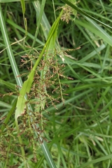 (c) 許文俊, some rights reserved (CC BY-SA) Carex filicina, photograph (c) 許文俊, some rights reserved (CC BY-SA)